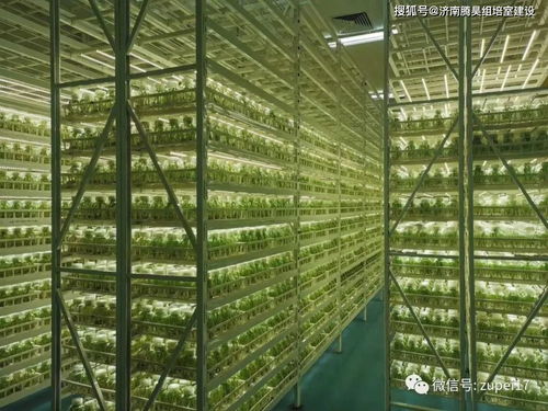 组培苗玻璃化、黄化、褐变的成因与防治措施 洁净煤新技术产品的启示